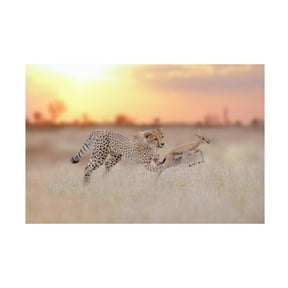 Ozkan Ozmen 'Cheetah Hunting A Gazelle' Canvas Art