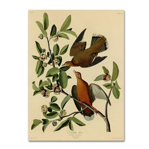 Audubon 'Zenaida Dovesplate 162' Canvas Art