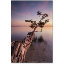 Moises Levy 'Water Tree IV' Canvas Art