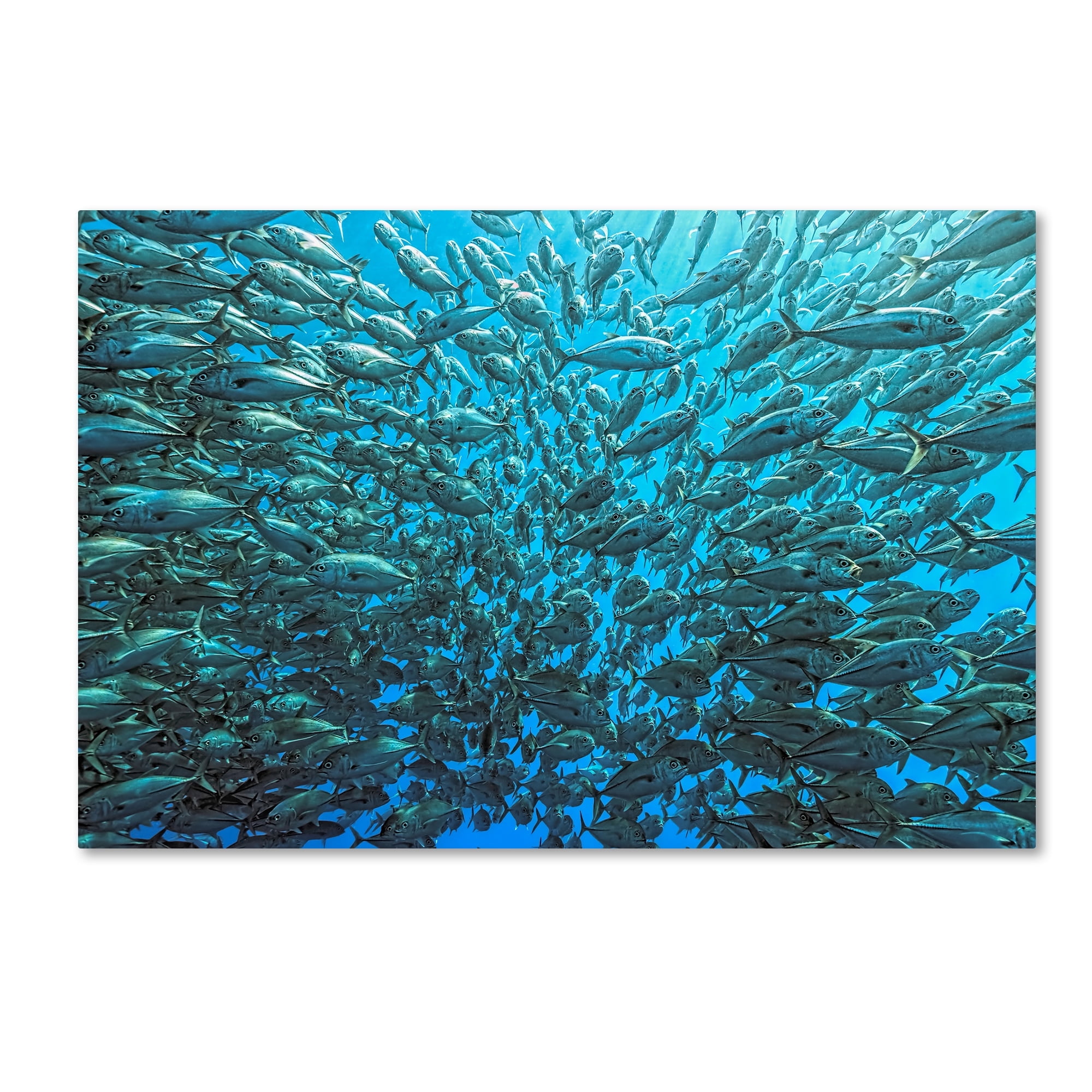 Henry Jager Split School Of Jackfish Framed Canvas Art