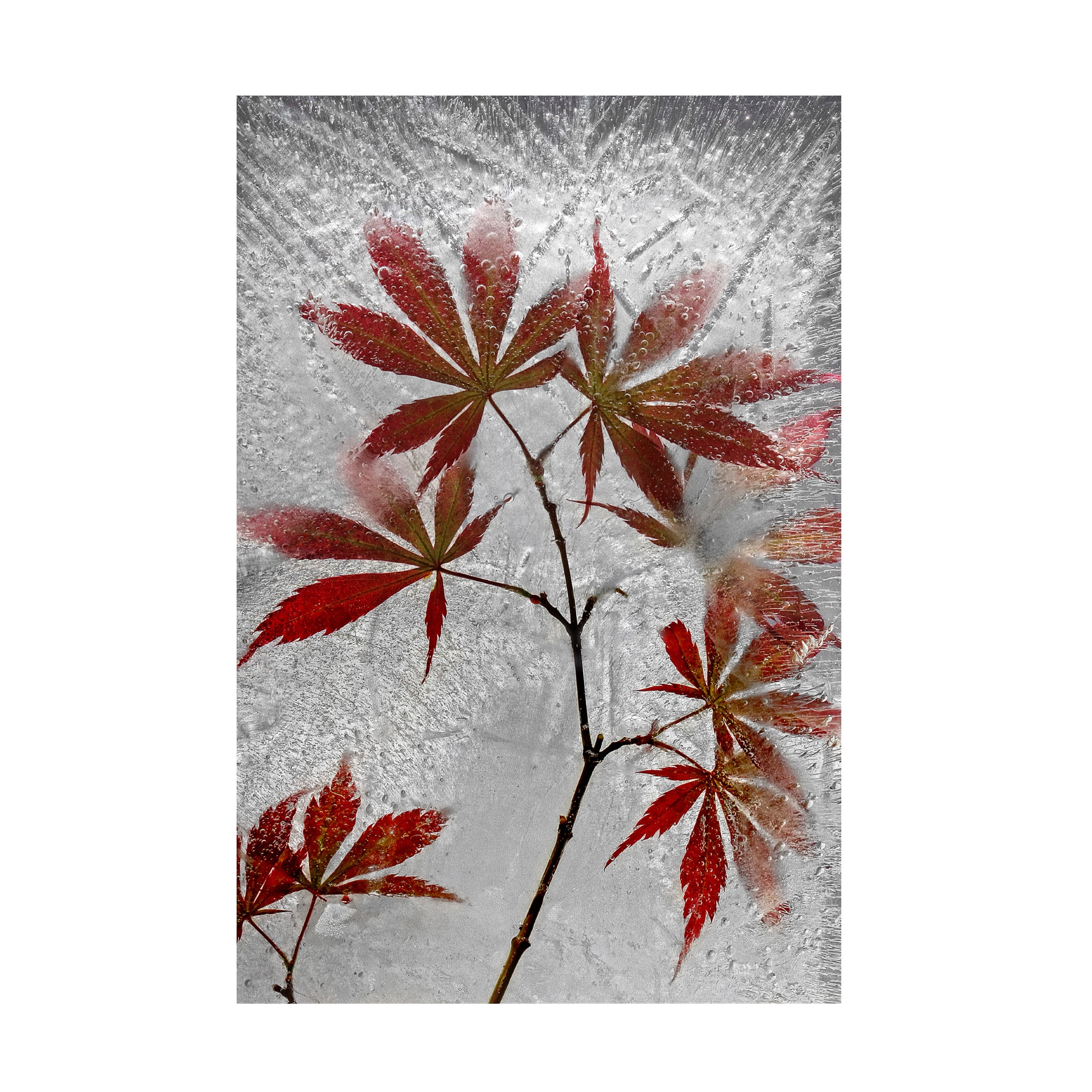 Secundino Losada 'Red Maple' Canvas Art