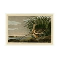 thumbnail image 1 of John James Audubon 'Long Billed Curlew' Canvas Art, 1 of 4