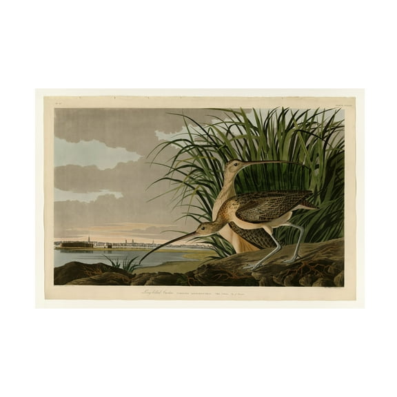 John James Audubon 'Long Billed Curlew' Canvas Art
