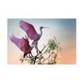 thumbnail image 1 of Phillip Chang 'Two Roseate Spoonbills' Canvas Art, 1 of 4