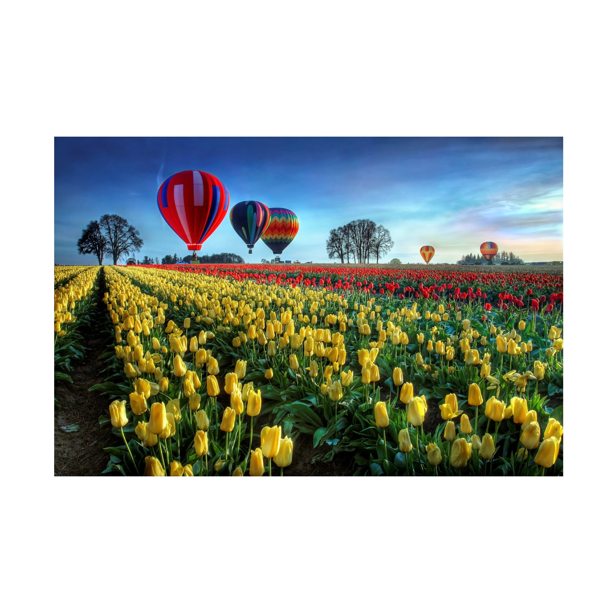 William Lee 'Hot Air Balloons Over Tulip Field' Canvas Art