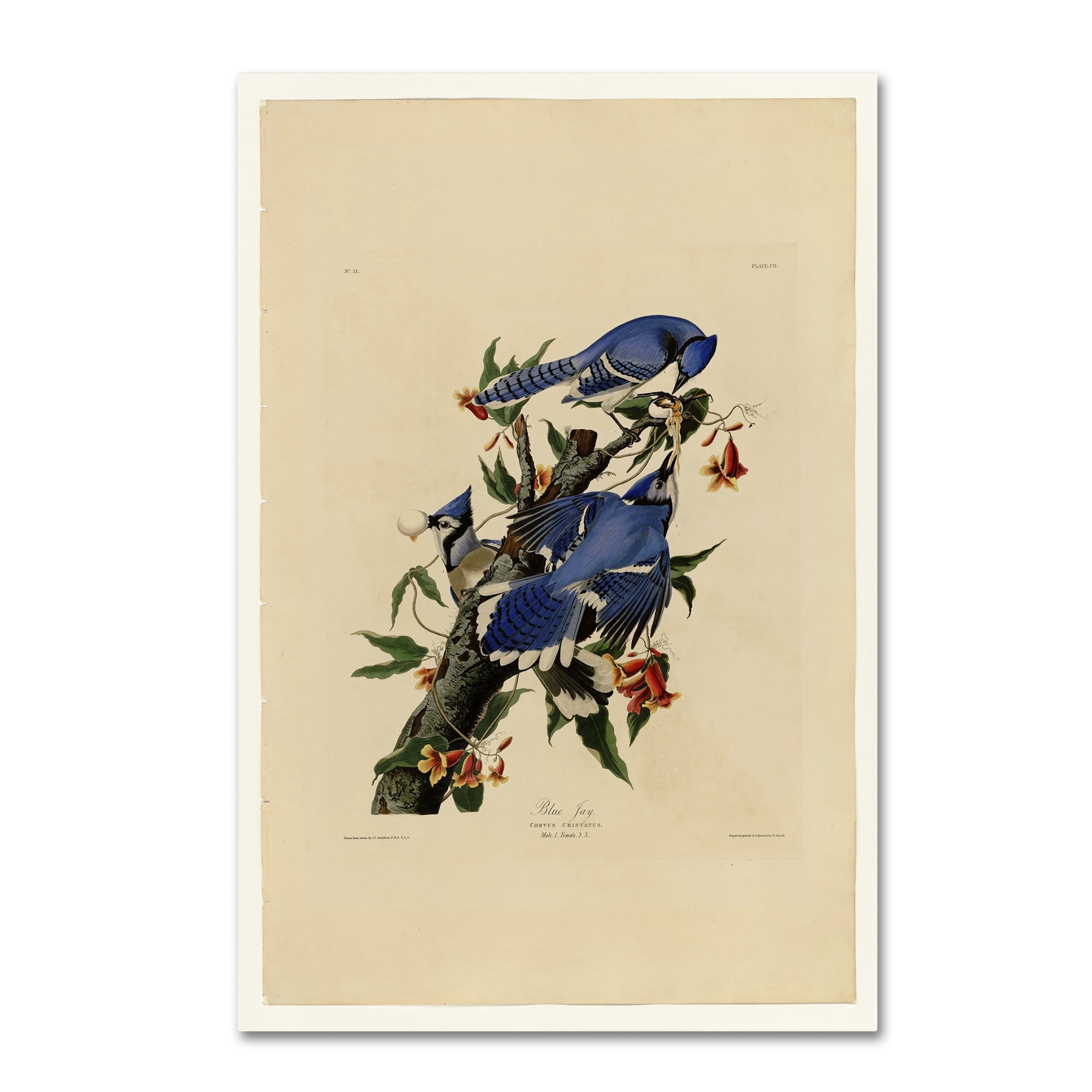 Audubon 'Blue Jayplate 102' Canvas Art