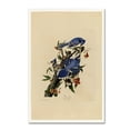 thumbnail image 1 of Audubon 'Blue Jayplate 102' Canvas Art, 1 of 3
