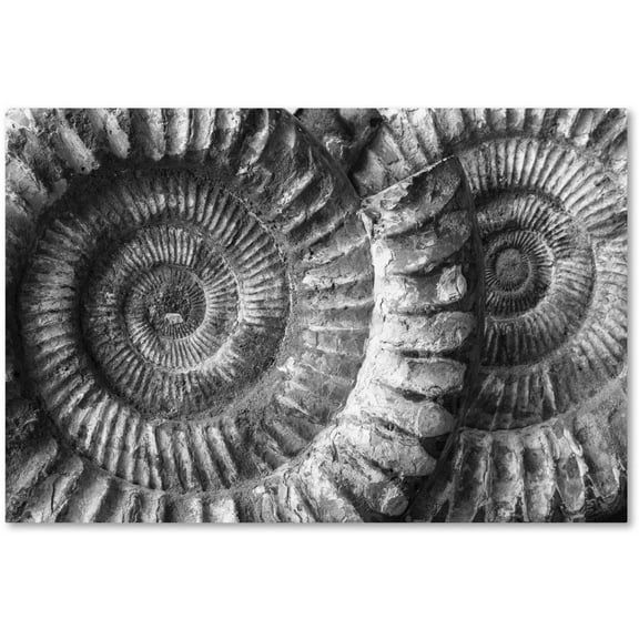 Moises Levy 'Amonita 3' Canvas Art