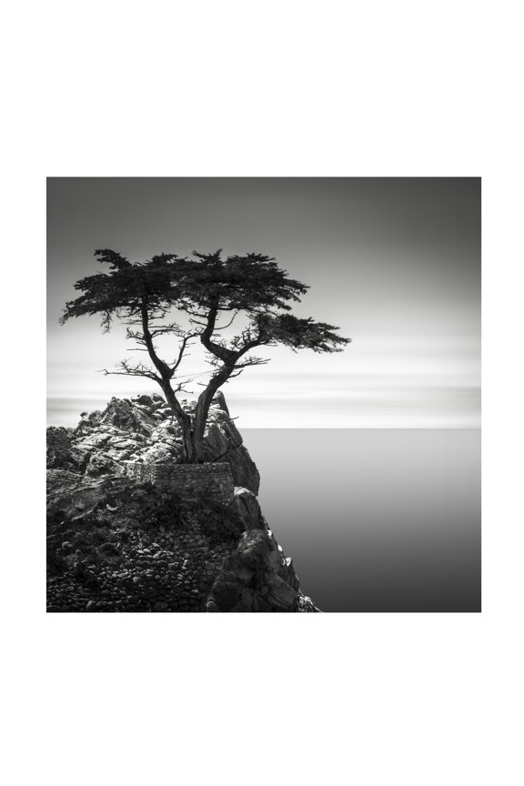 Dave Macvicar The Lone Cypress Canvas Wall Art - 24x24