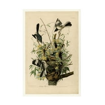 John James Audubon 'Mocking Birds and Snake II' Canvas Art
