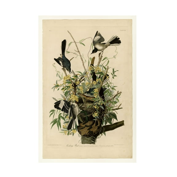 John James Audubon 'Mocking Birds and Snake II' Canvas Art