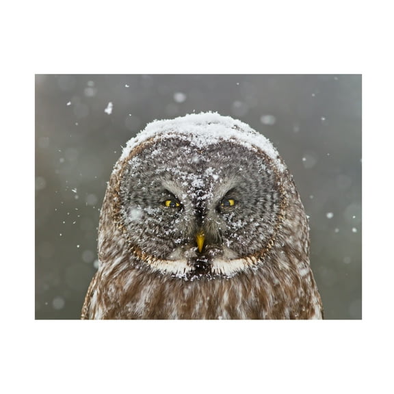 Mircea Costina 'Great Grey Owl Winter Portrait' Canvas Art