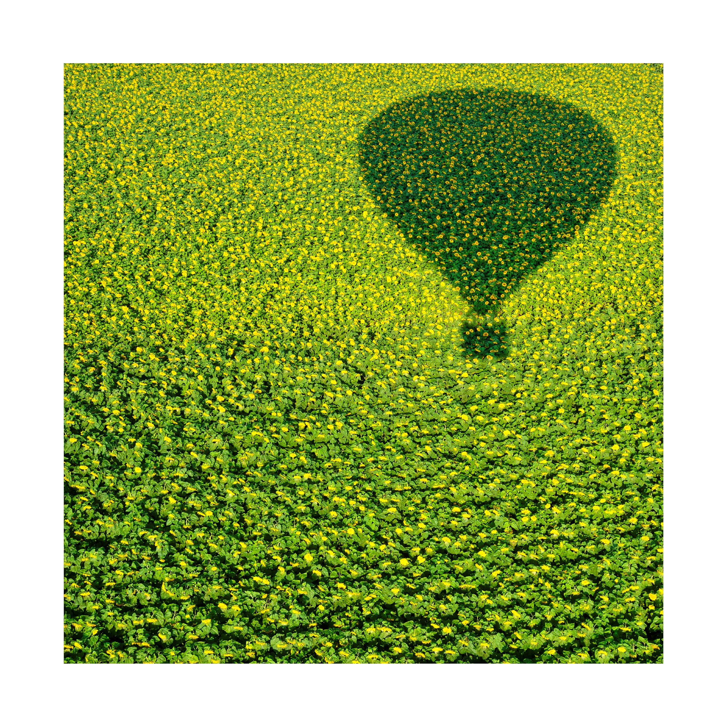 Avi Revivo 'A Hundred Million Suns' Canvas Art