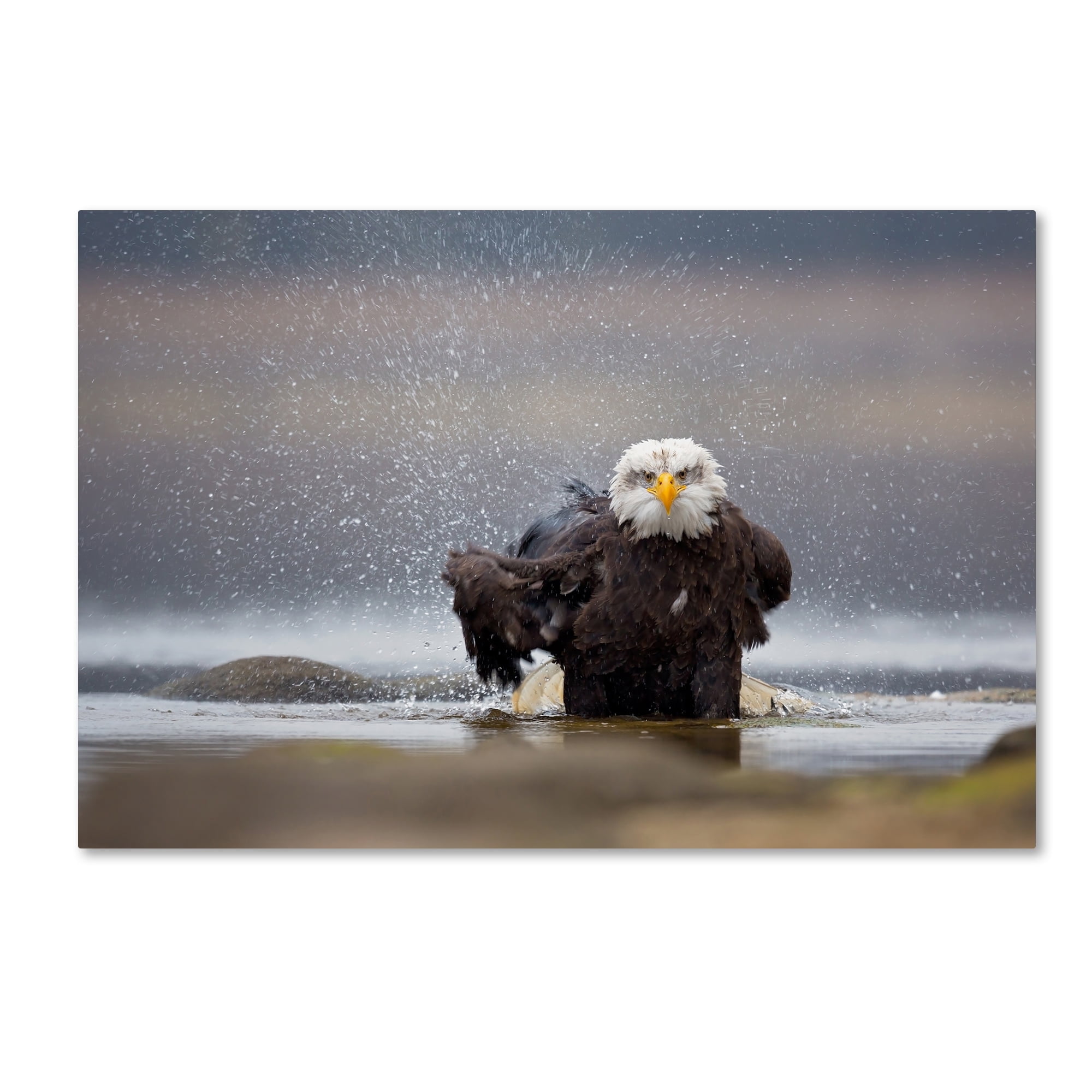 Milan Zygmunt 'Bald Eagle' Canvas Art
