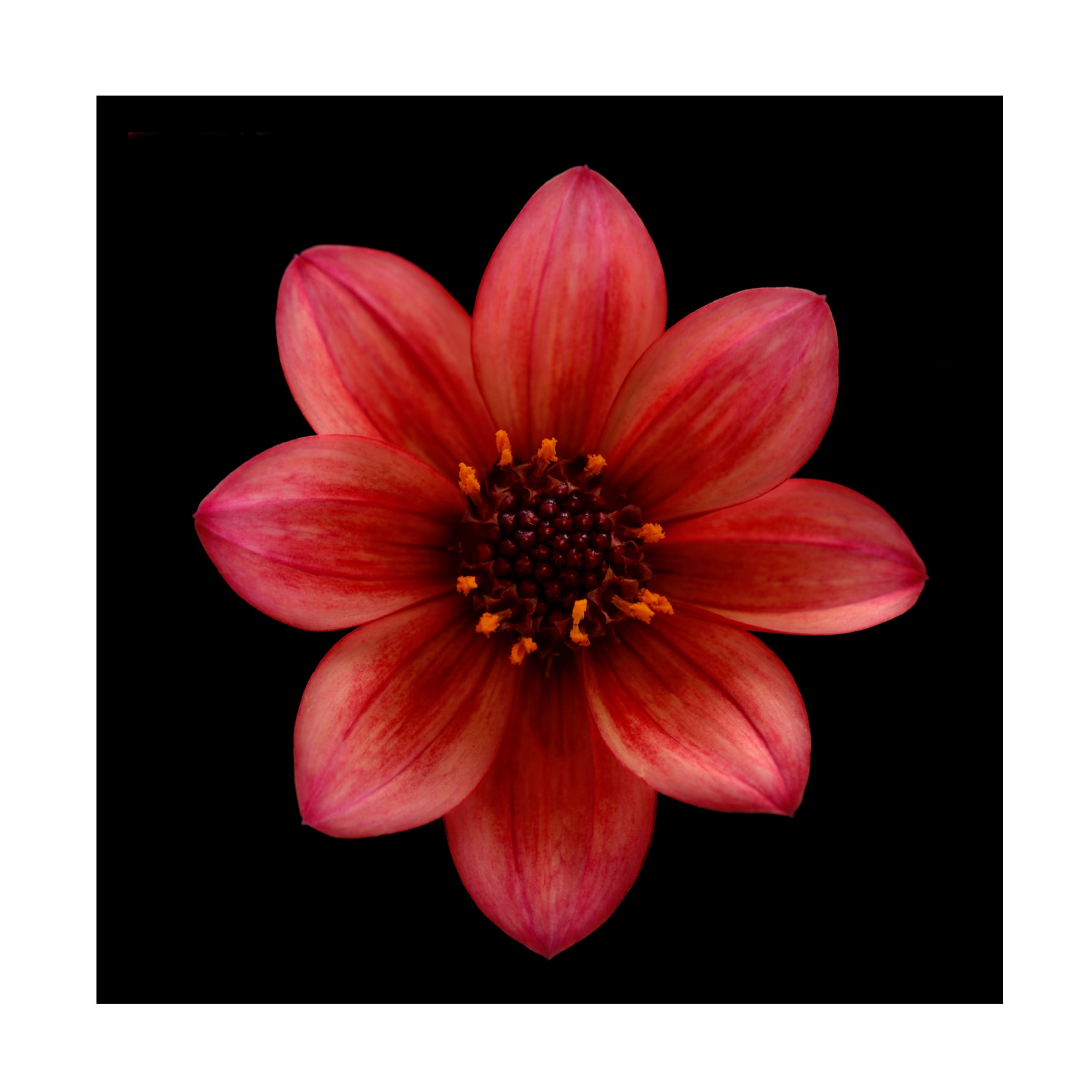 Lotte Gronkjaer 'Red Dahlia' Canvas Art