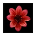 thumbnail image 1 of Lotte Gronkjaer 'Red Dahlia' Canvas Art, 1 of 4
