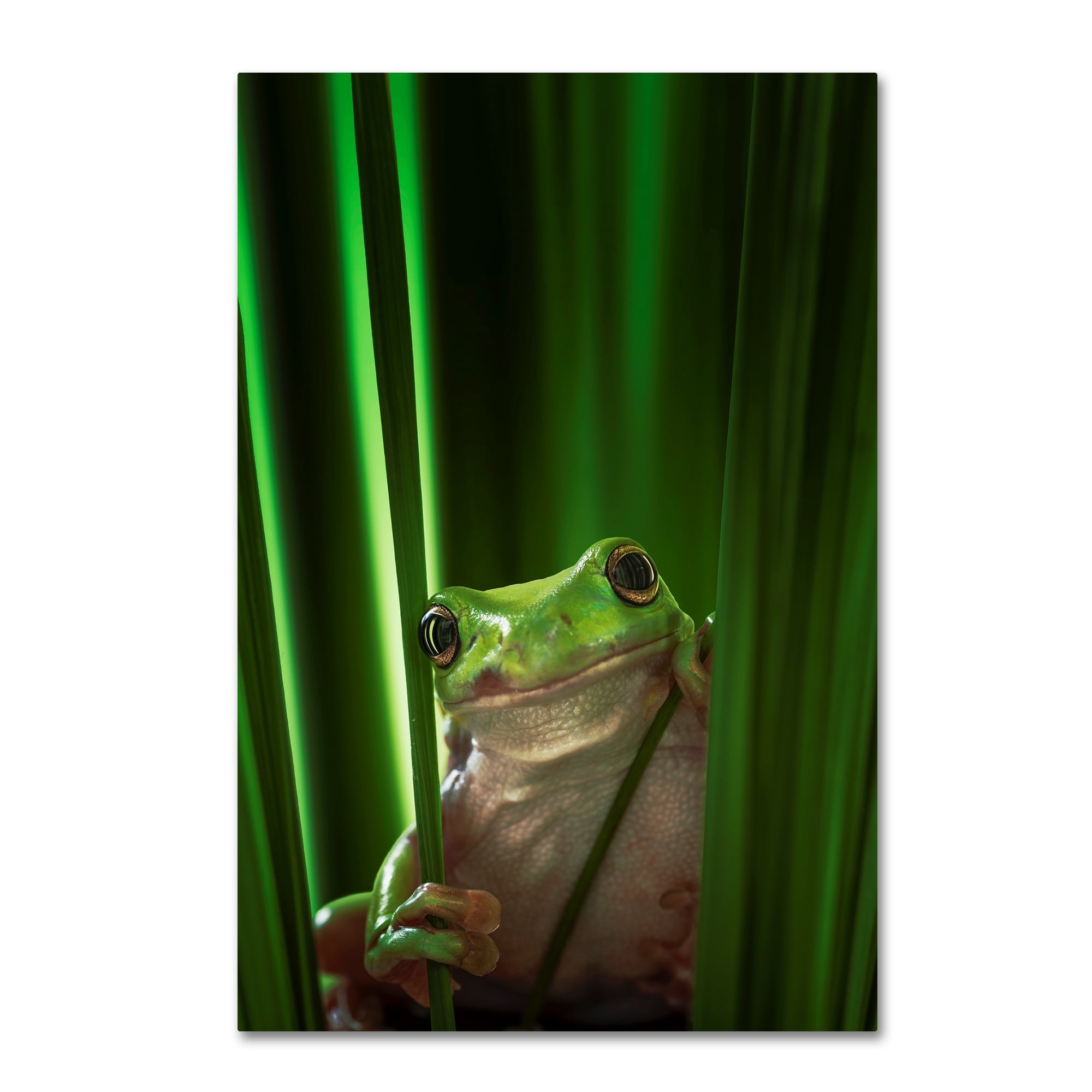 Ahmad Gafuri 'Green Frog' Canvas Art