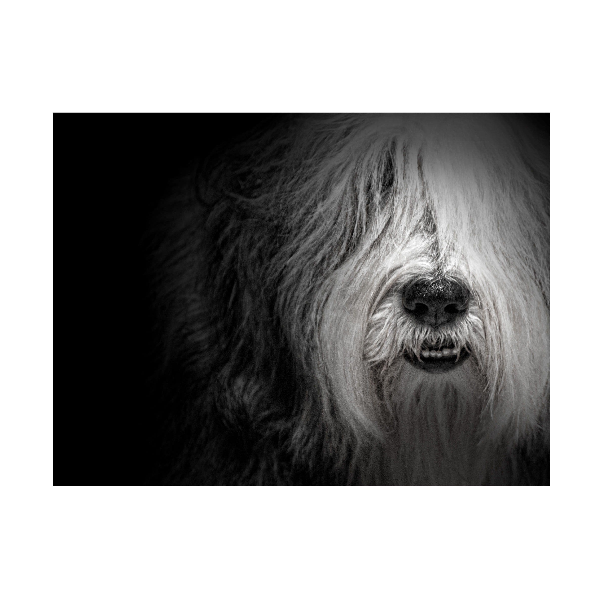 Lori Hutchison 'Sheepdog' Canvas Art