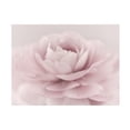 thumbnail image 1 of Trademark Fine Art Mike Jones Photo Stylisch Rose Pink Canvas Wall Art - 35x47, 1 of 5