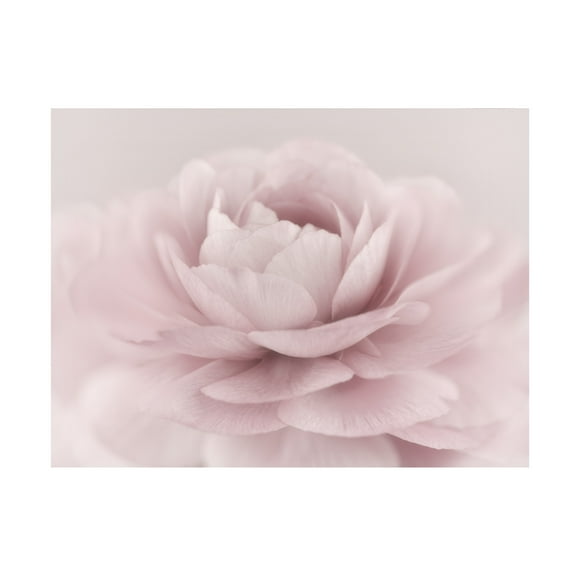 Trademark Fine Art Mike Jones Photo Stylisch Rose Pink Canvas Wall Art - 35x47