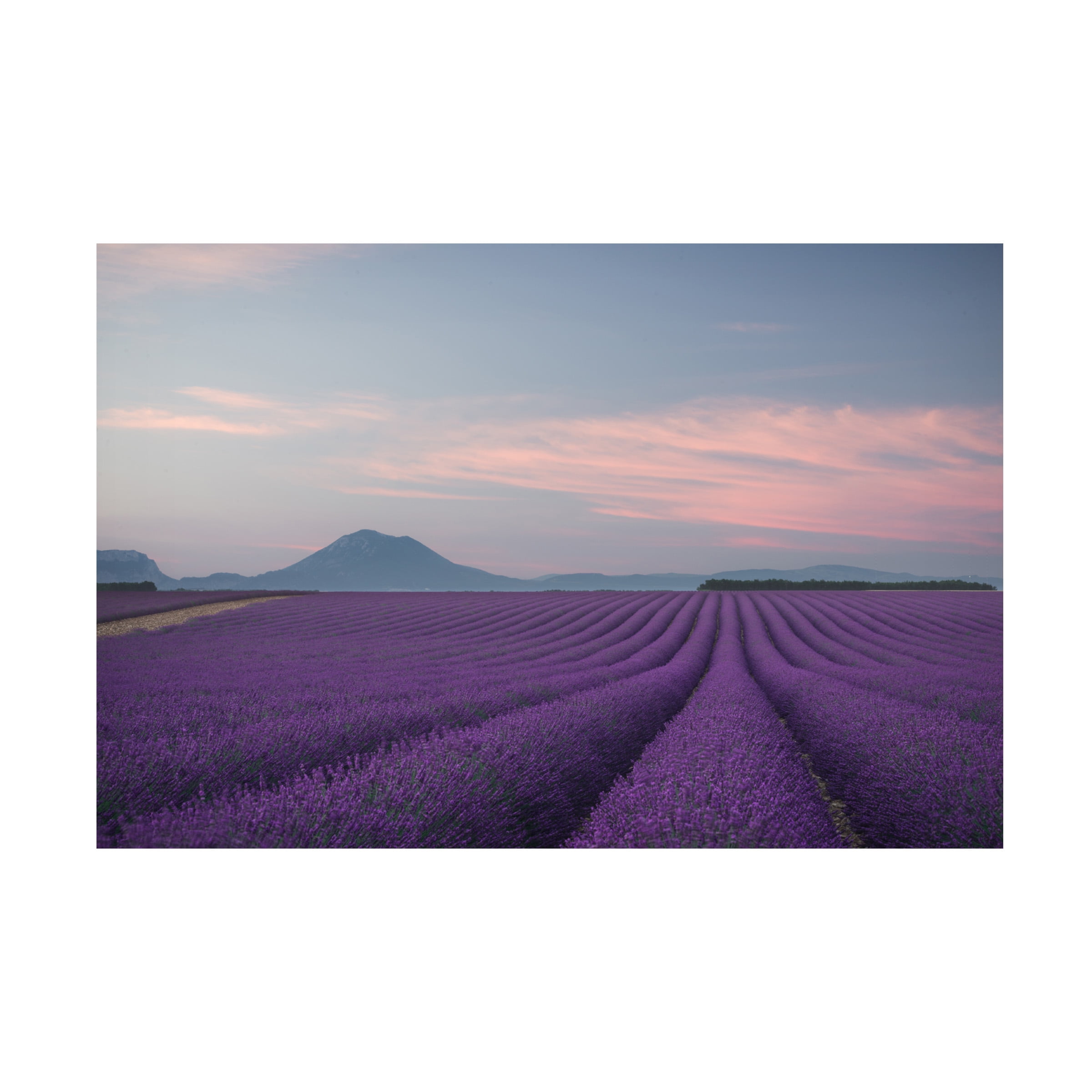 Rostovskiy Anton 'Lavender Field' Canvas Art