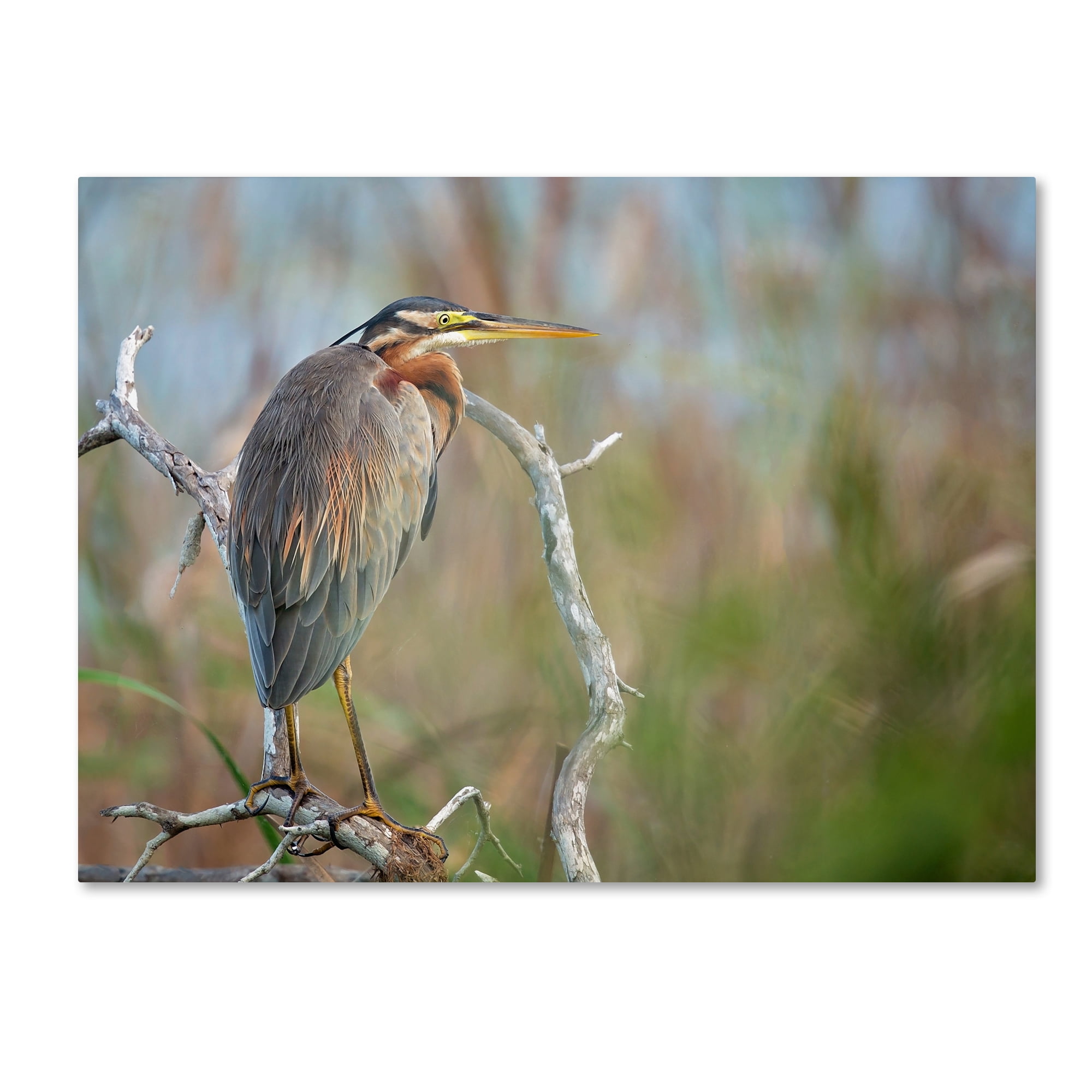 Milan Zygmunt 'Purple Heron' Canvas Art