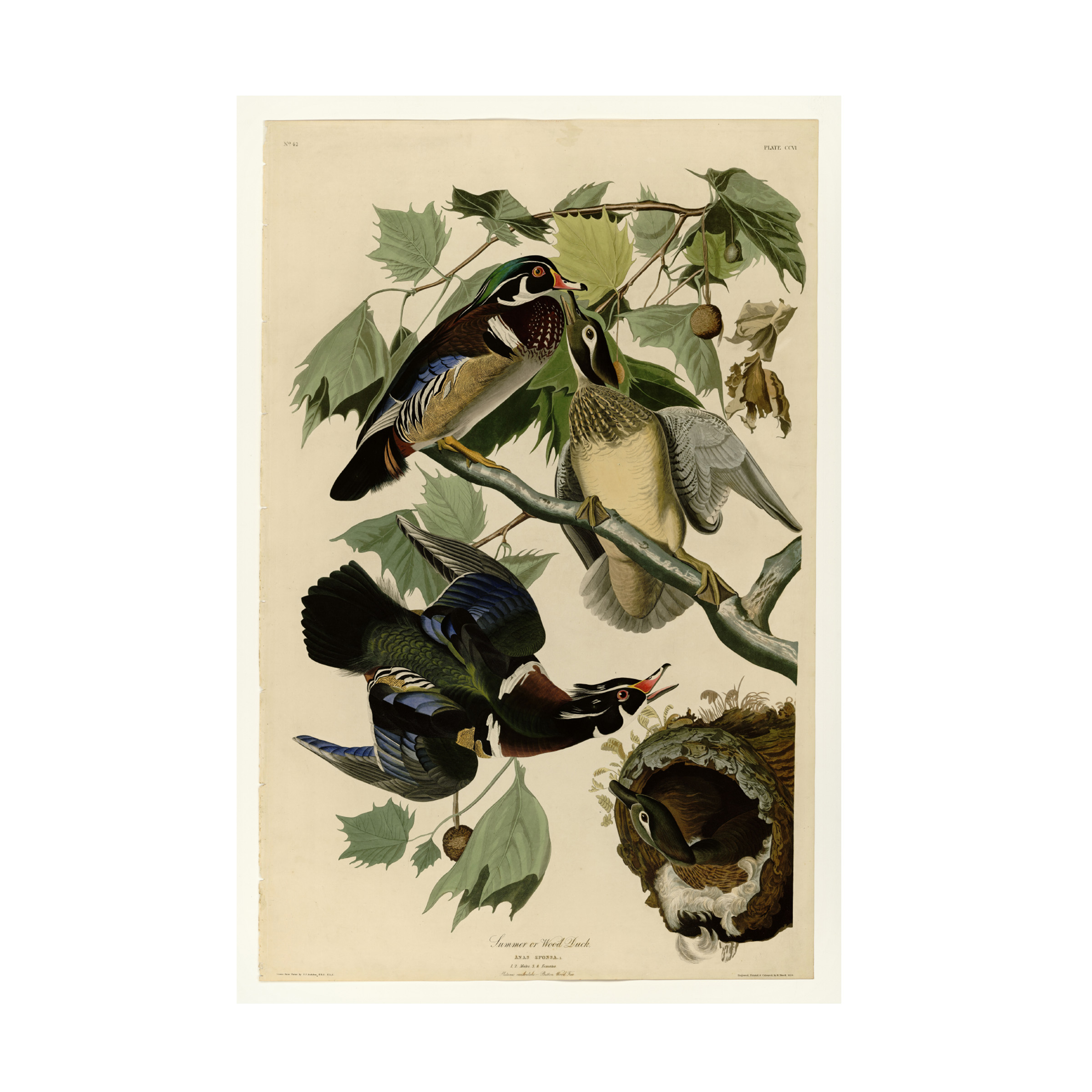 Audubon 'Summer Duckplate 206' Canvas Art