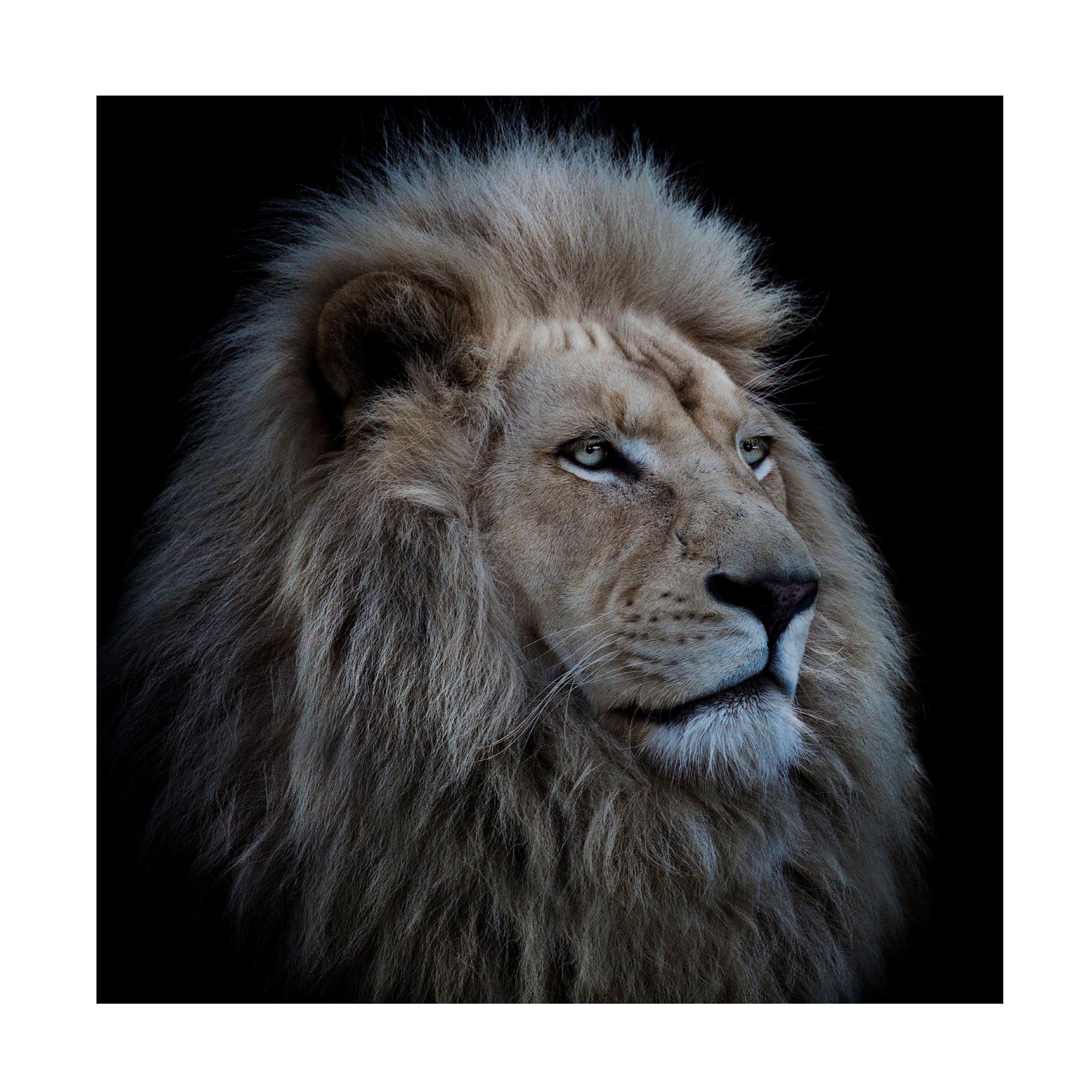 Louise Wolbers 'Proud Lion' Canvas Art