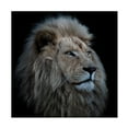 thumbnail image 1 of Louise Wolbers 'Proud Lion' Canvas Art, 1 of 4