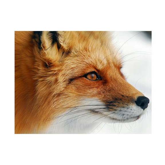 Alain Turgeon 'Red Fox' Canvas Art