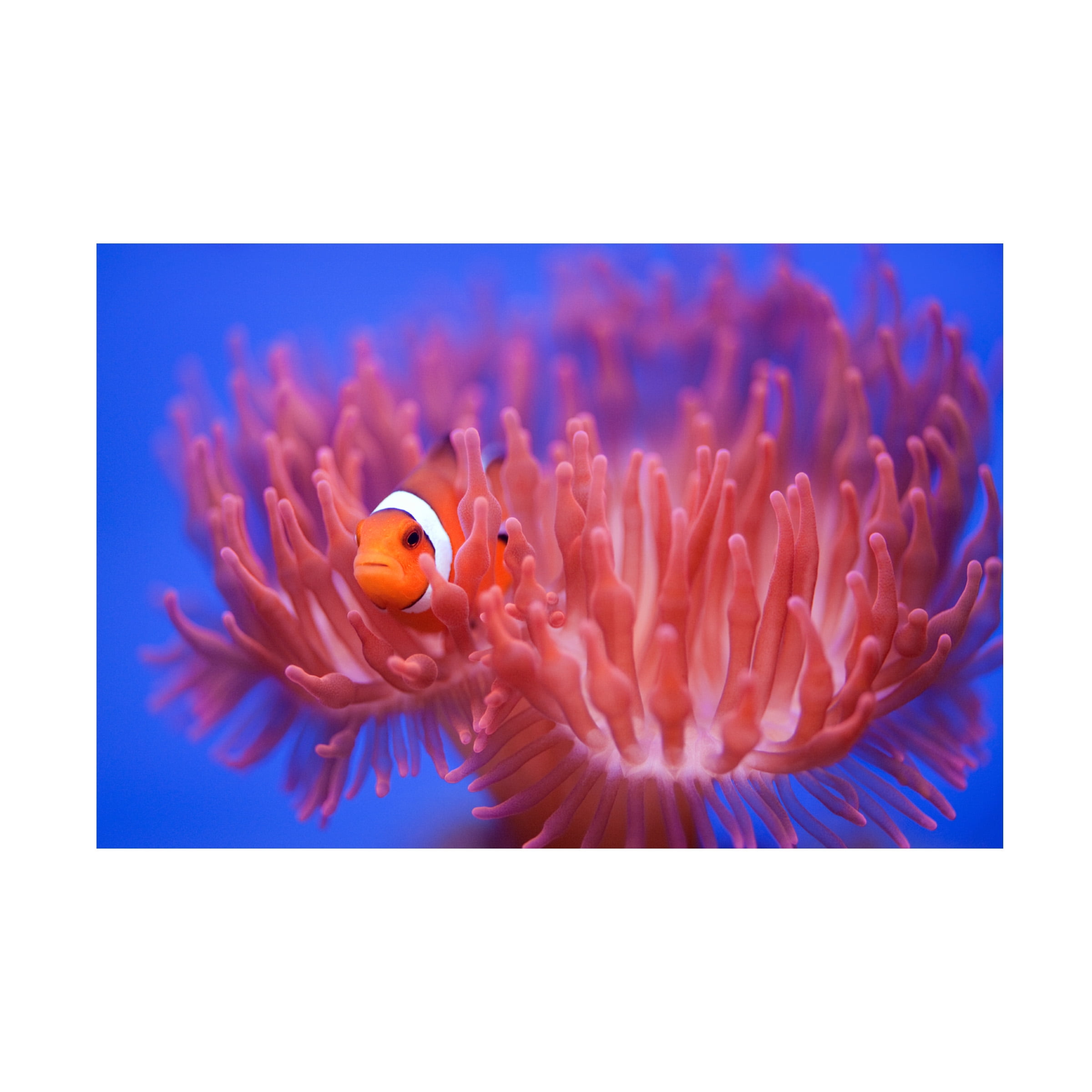 Wendy 'Finding Nemo' Canvas Art