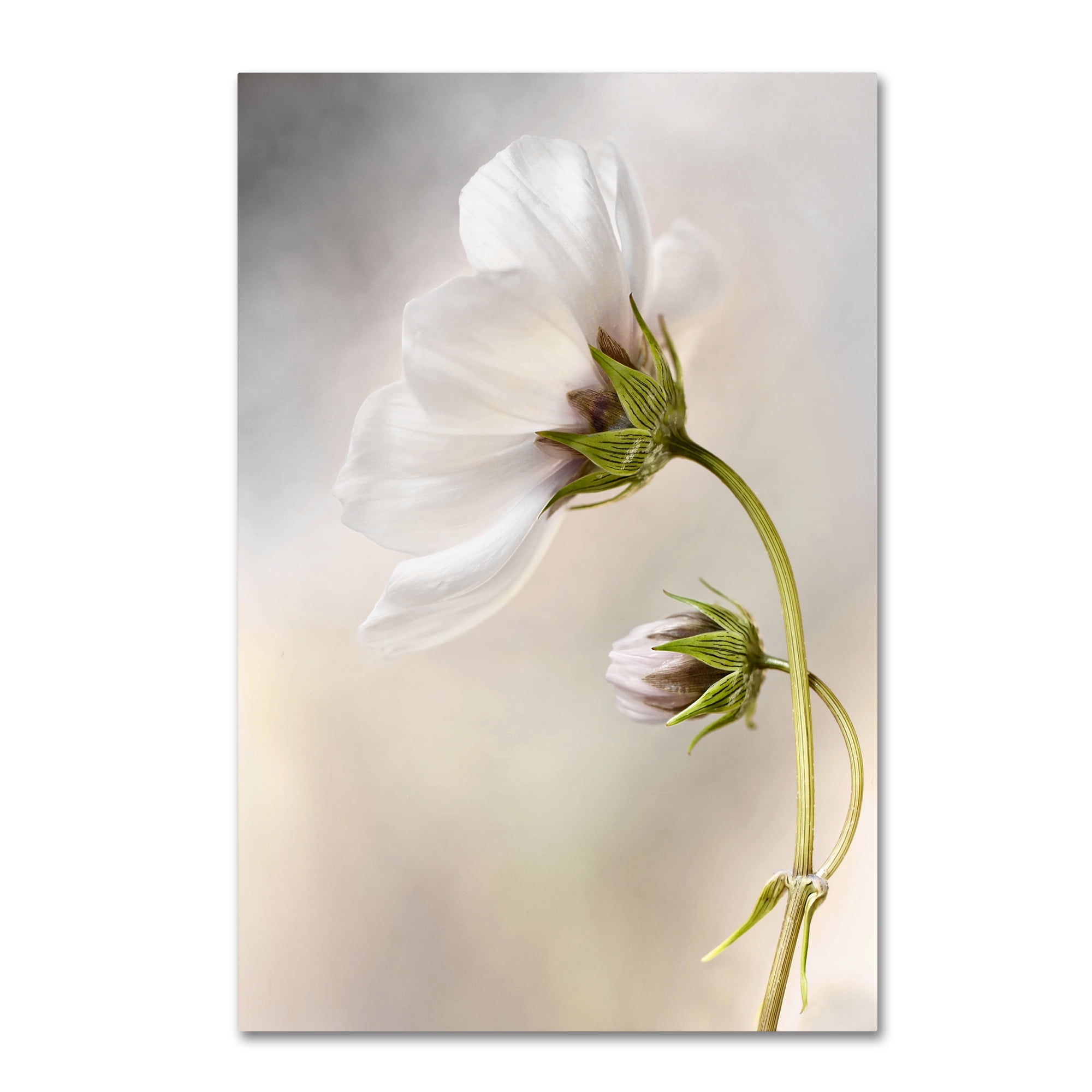 Mandy Disher 'Heavenly Cosmos' Canvas Art