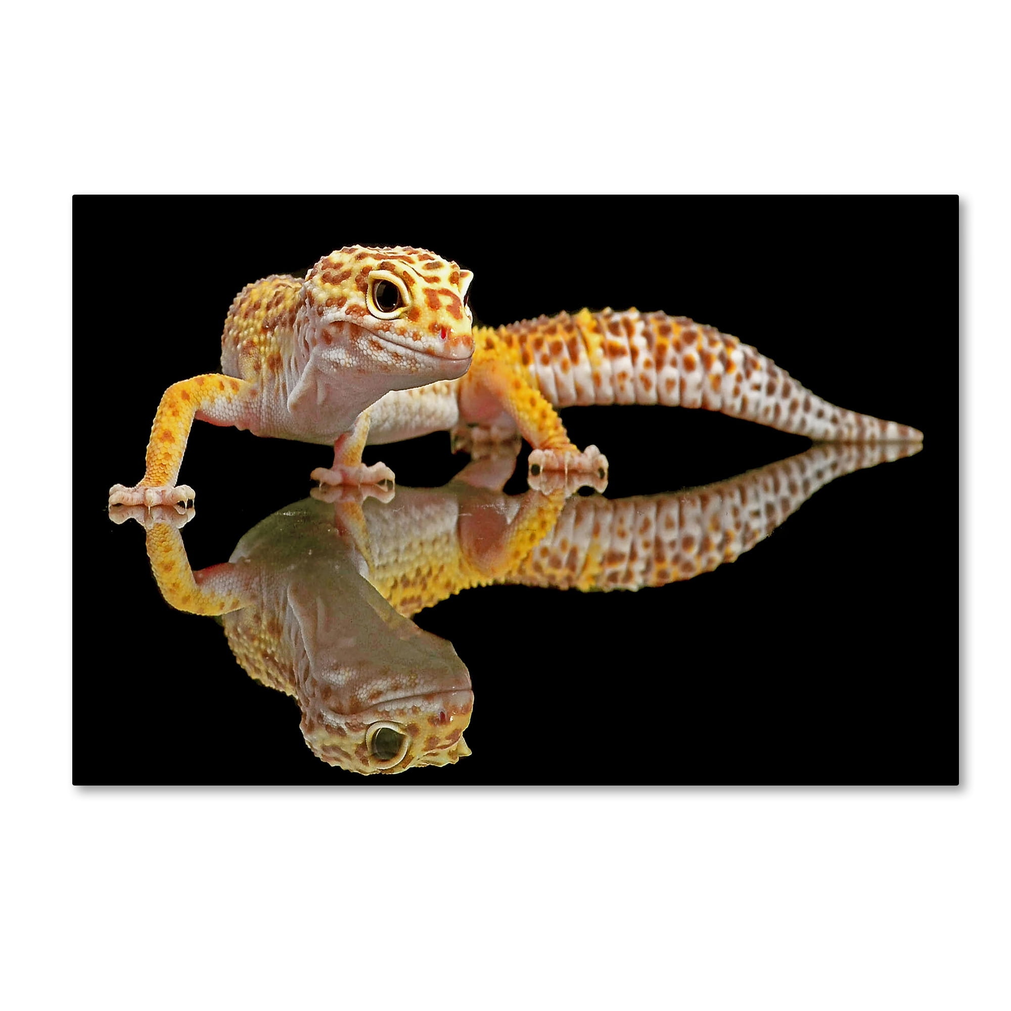 Dikky Oesin 'Leopard Gecko' Canvas Art