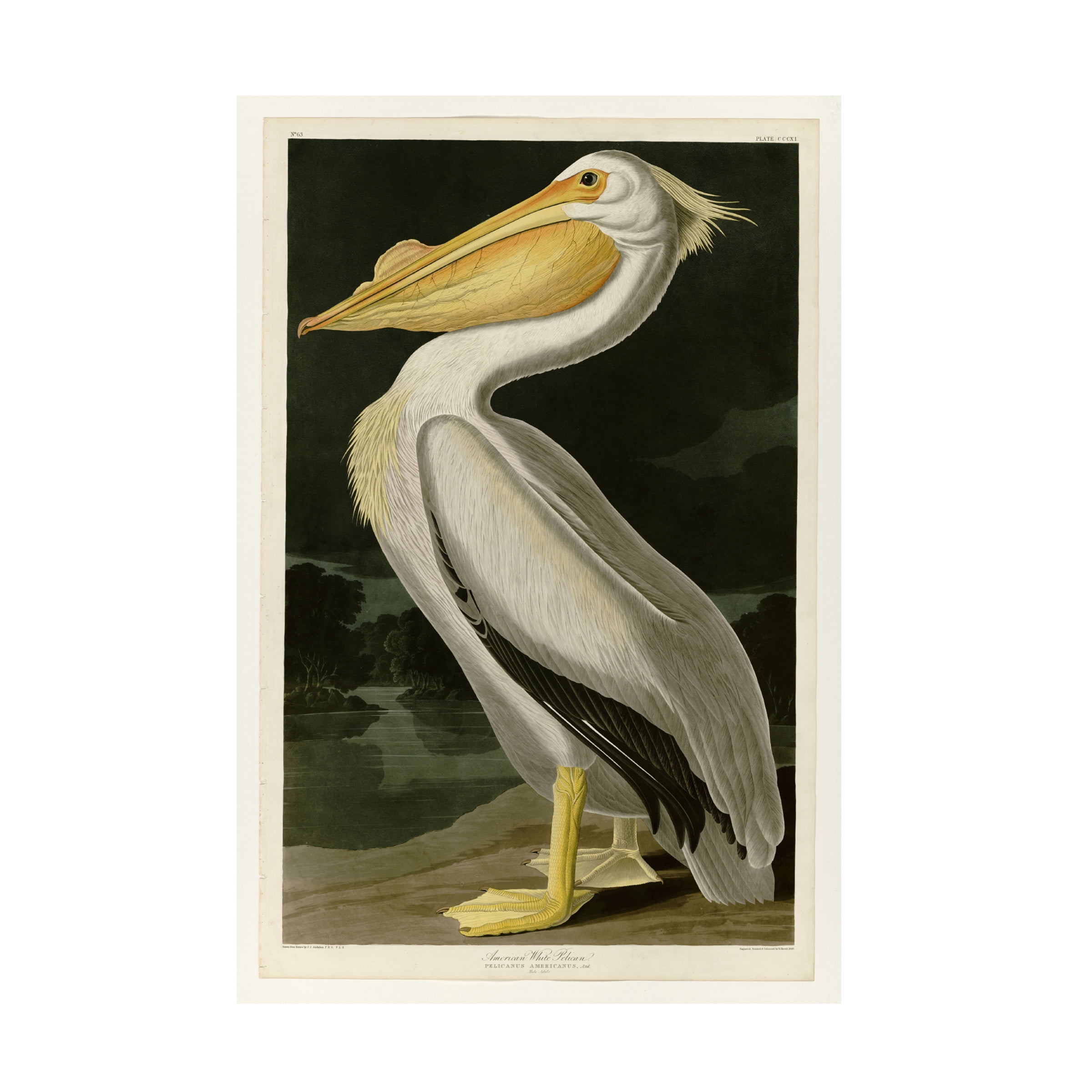 Trademark Fine Art John James Audubon American White Pelican Canvas Wall Art - 30x47