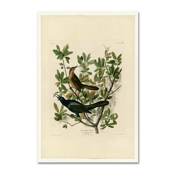 Audubon 'Boattailed Grackleplate 187' Canvas Art