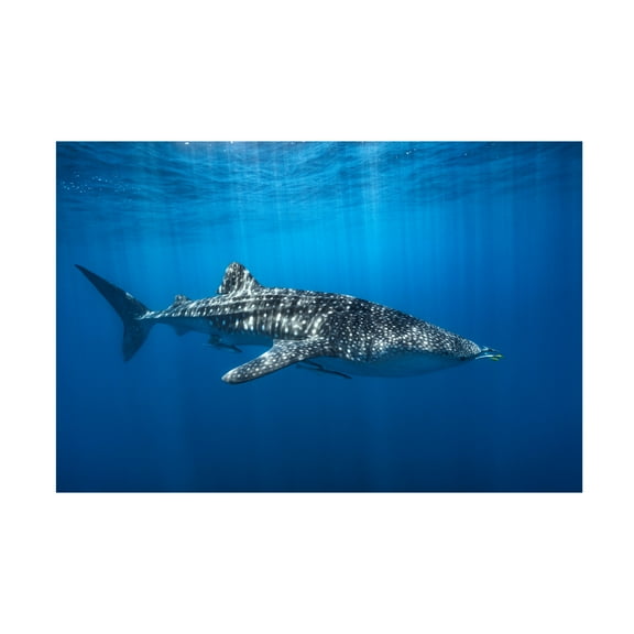 Barathieu Gabriel 'Whale Shark In The Blue' Canvas Art