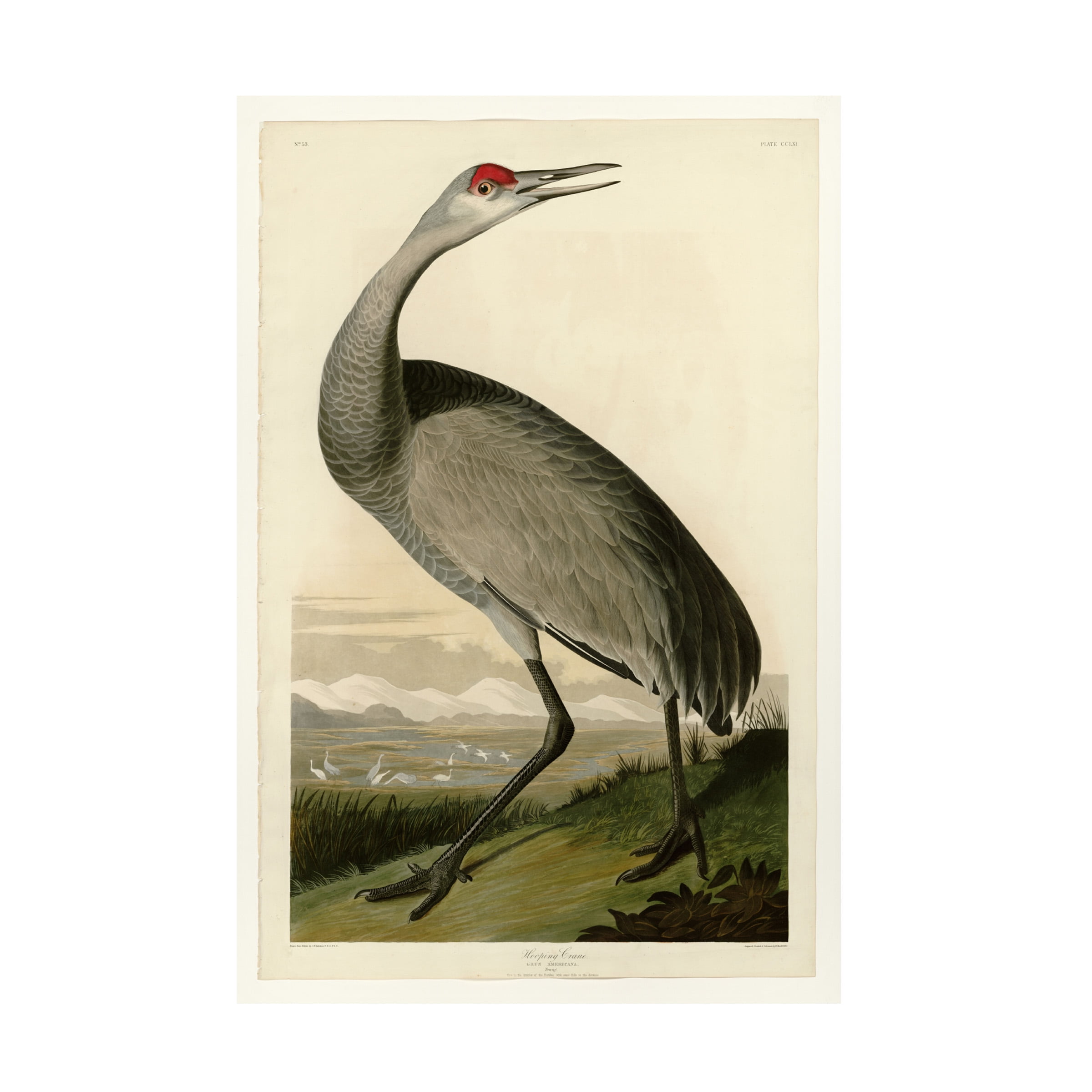 Audubon 'Whooping Craneplate 261' Canvas Art