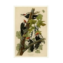 John James Audubon 'Pileated Woodpeckers' Canvas Art