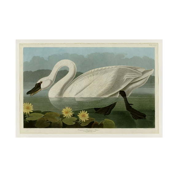 John James Audubon 'Common American Swan' Canvas Art