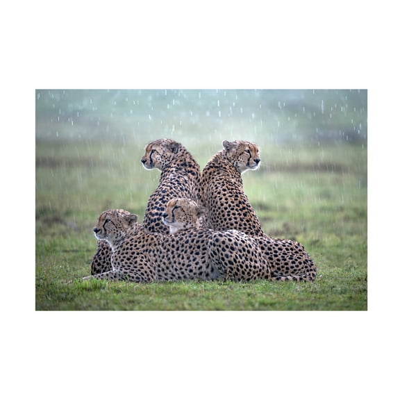 Xavier Ortega 'Cheetahs In The Rain' Canvas Art