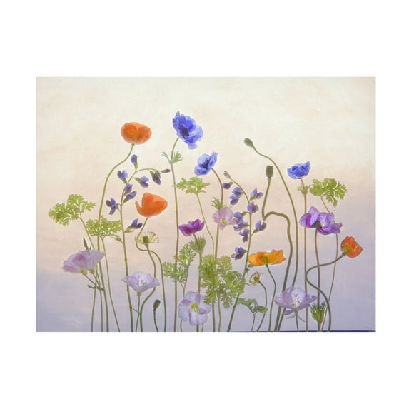 Catherine W 'Poppy A Anemone' Canvas Art