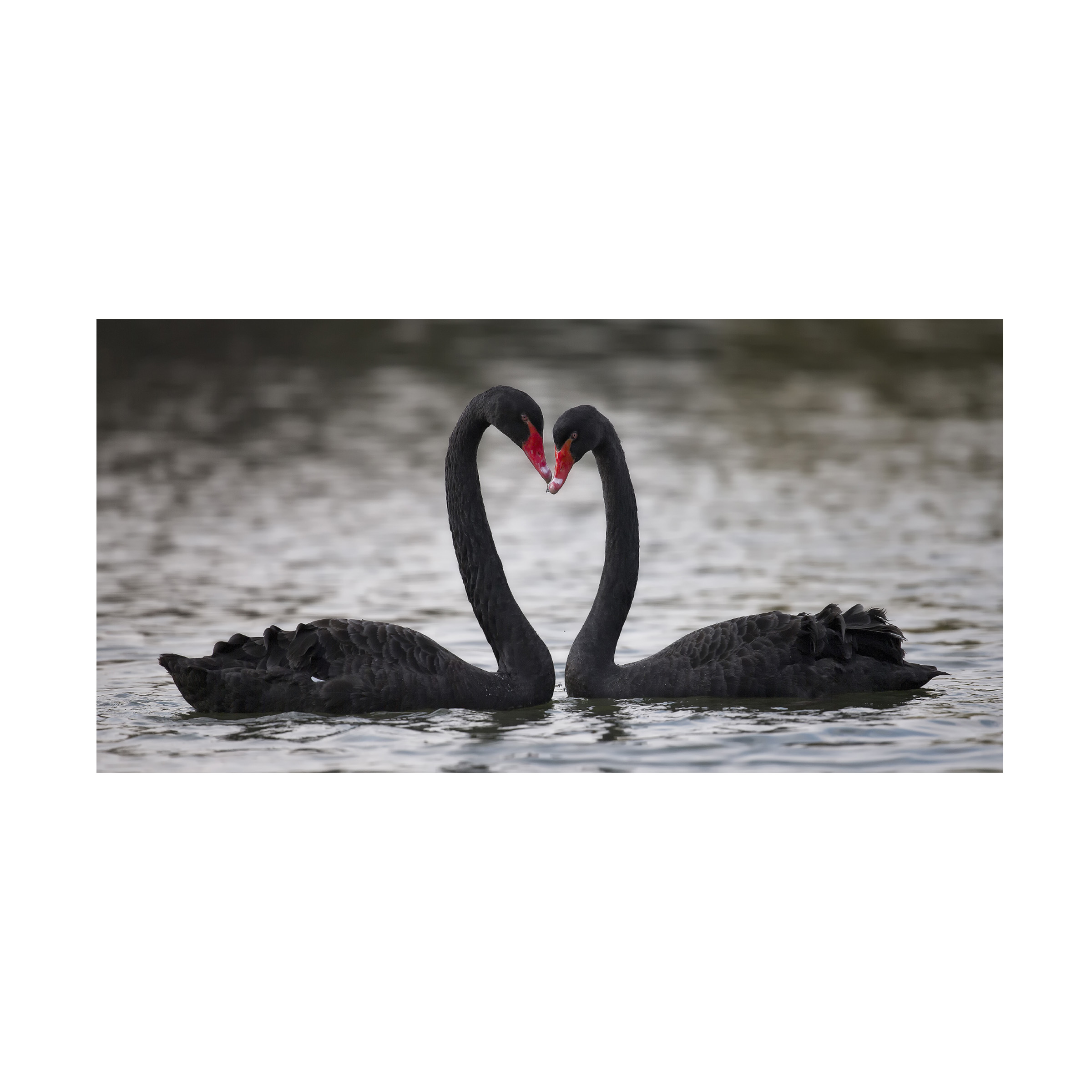 C.S. Tjandra 'In Love' Canvas Art