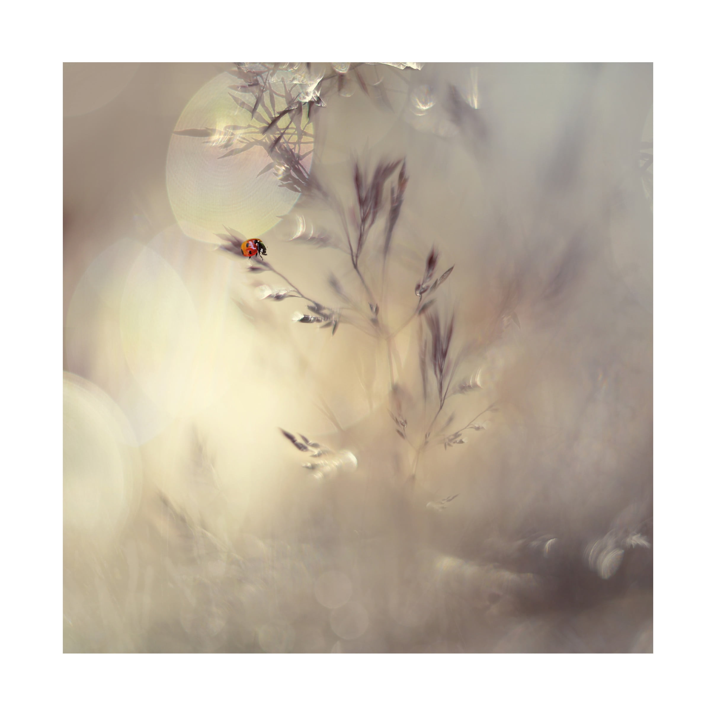 Heidi Westum 'Little Lady' Canvas Art