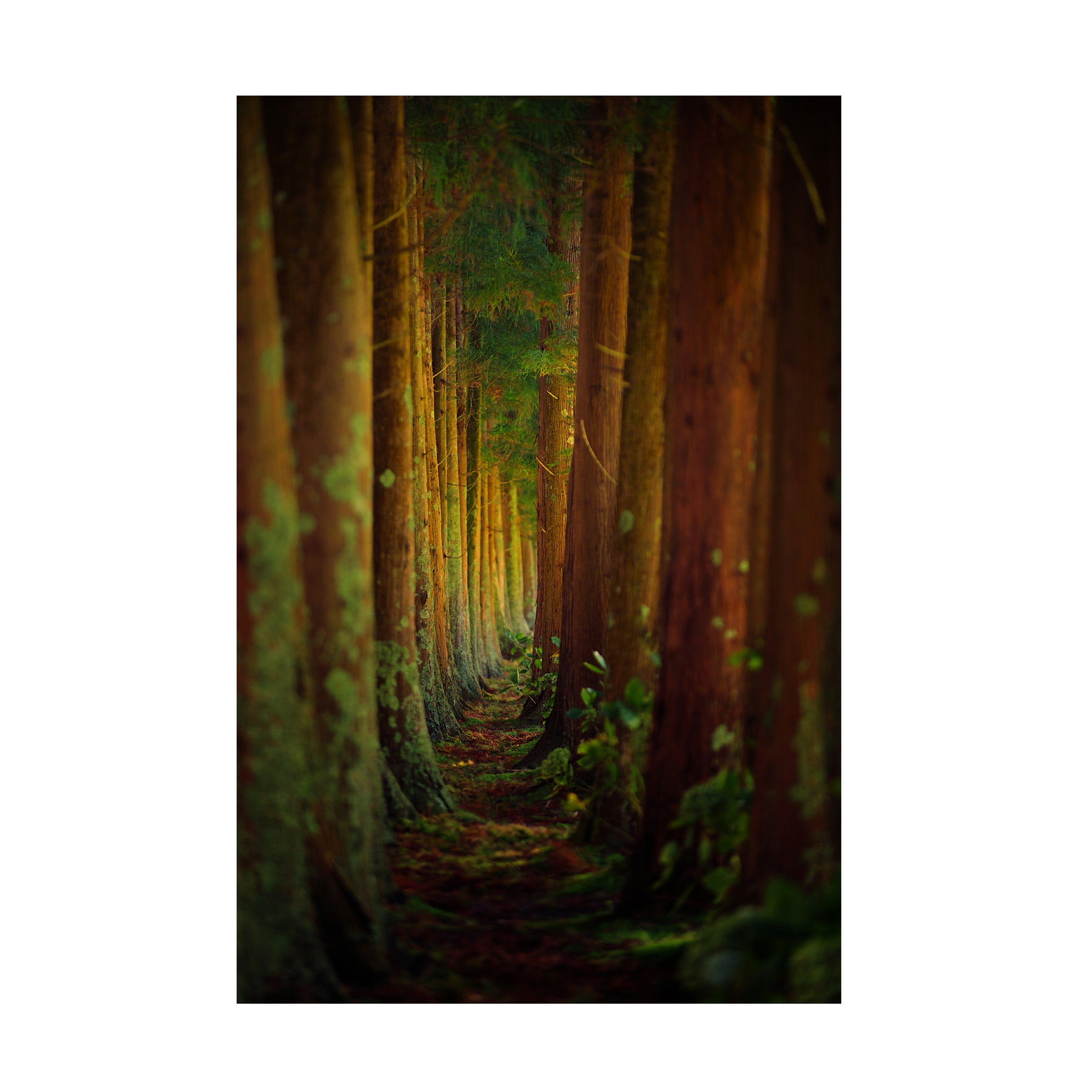 Rui Caria 'Forest' Canvas Art