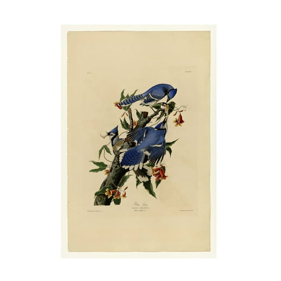 Audubon 'Blue Jayplate 102' Canvas Art