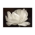 thumbnail image 1 of Cora Niele 'White Tulip III' Canvas Art, 1 of 4