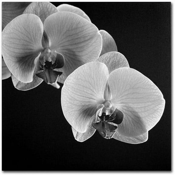 Trademark Fine Art Michael Harrison Orchids Canvas Wall Art - 14x14