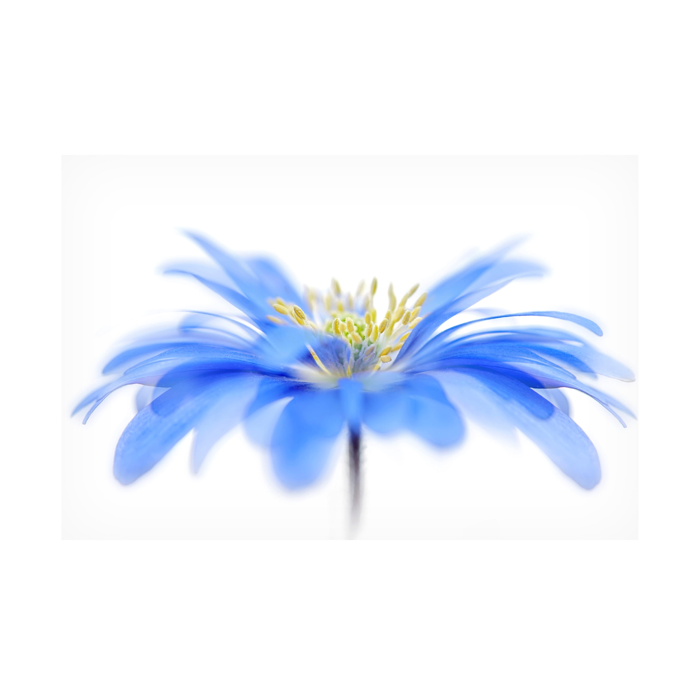 Jacky Parker 'Floral Fountain' Canvas Art