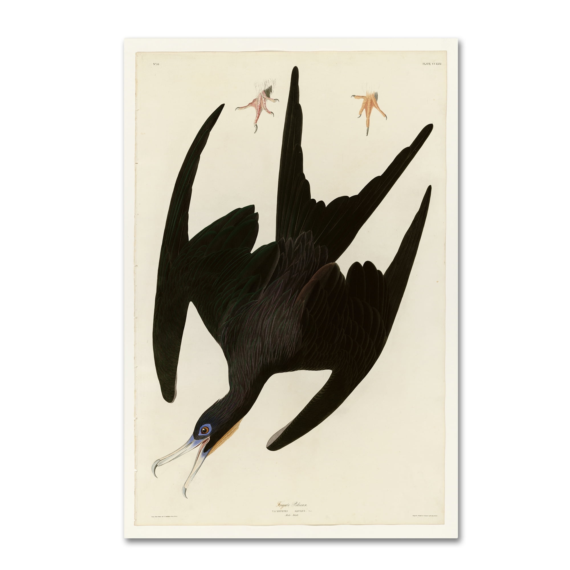 Audubon 'Frigate Pelicanplate 271' Canvas Art
