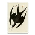 thumbnail image 1 of Audubon 'Frigate Pelicanplate 271' Canvas Art, 1 of 3